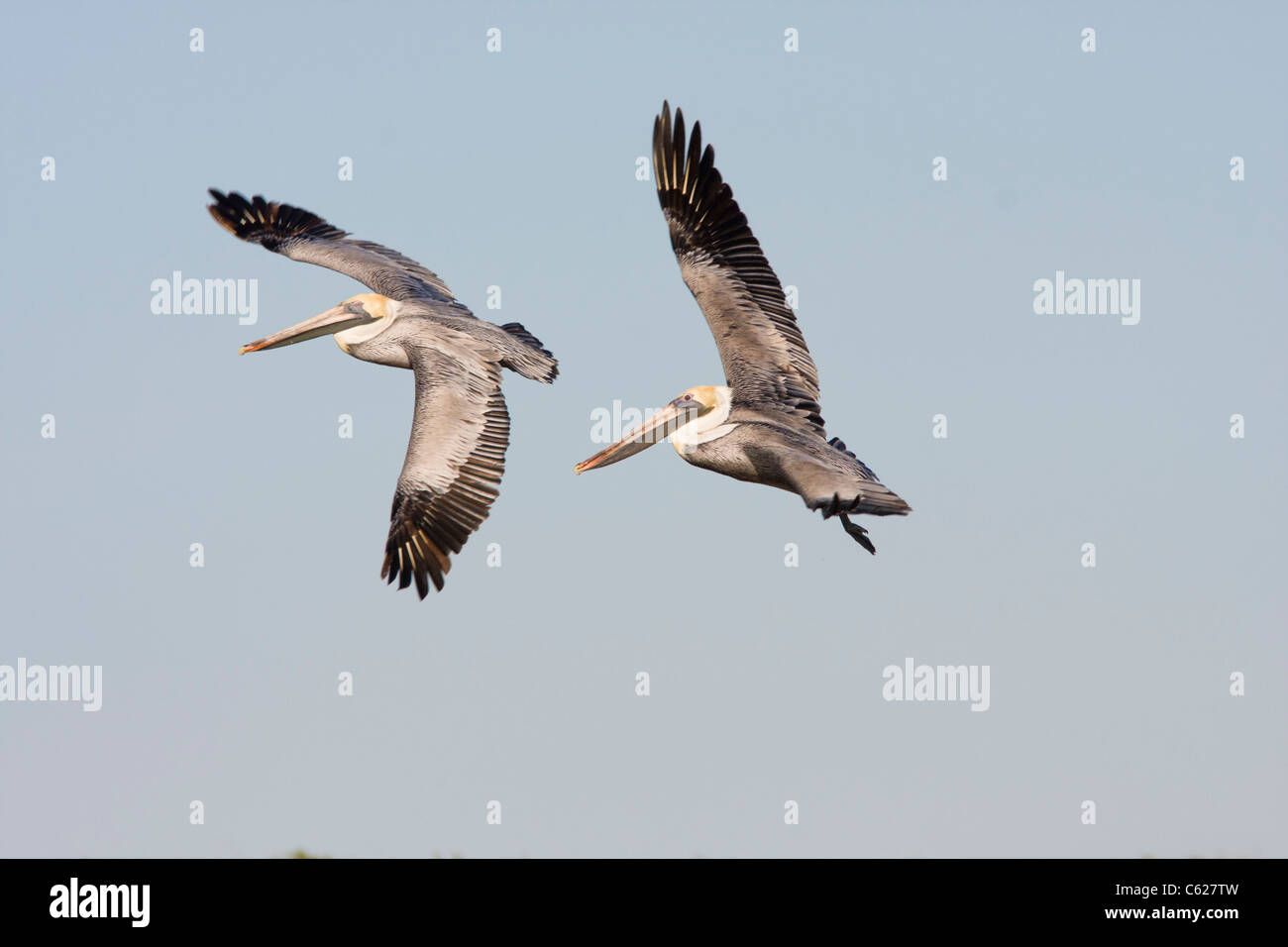 Le Pélican brun Pelecanus occidentalis,, en vol. Les eaux du golfe près de Rockport, Maine. Banque D'Images