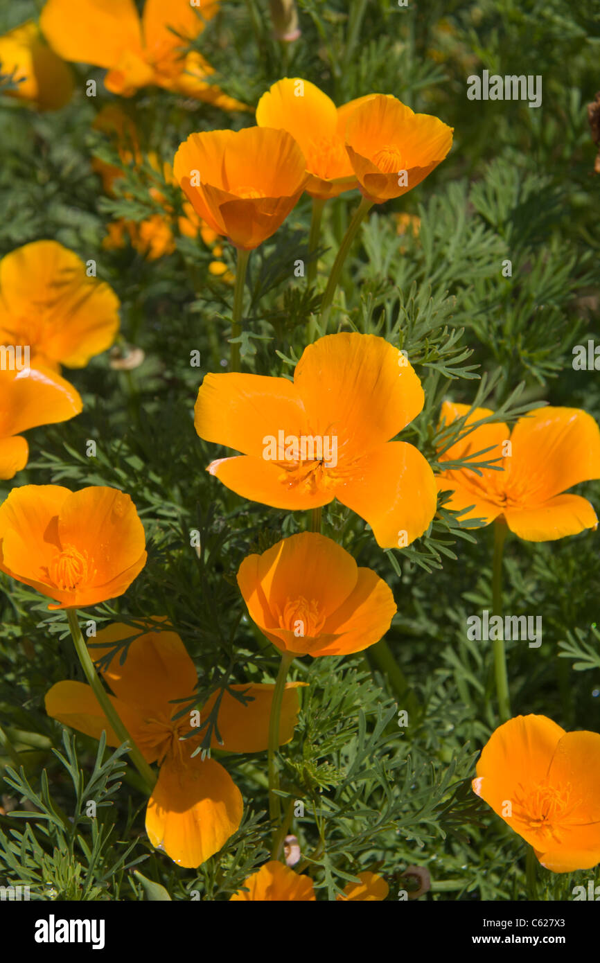 California Poppy, Eschscholzia californica « Mixed Colors », à l'arboretum Mercer, au printemps, Texas. Banque D'Images