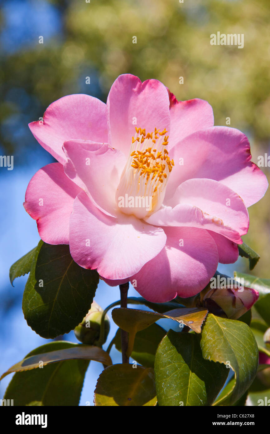 Camellia « GRACE BUNTON », Camellia japonica « GRACE BUNTON », à l'arboretum Mercer et aux jardins botaniques de Spring, Texas. Banque D'Images