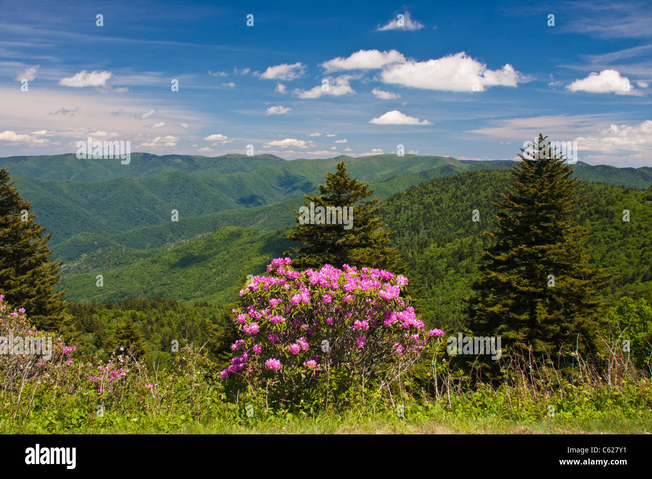 Rhododendron Rhododendron catawbiense, Catawba, le long de la Blue Ridge Parkway en Caroline du Nord. Banque D'Images