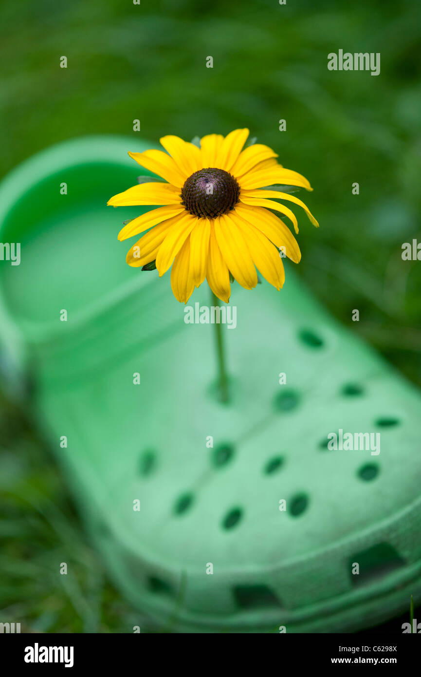 crocs verte