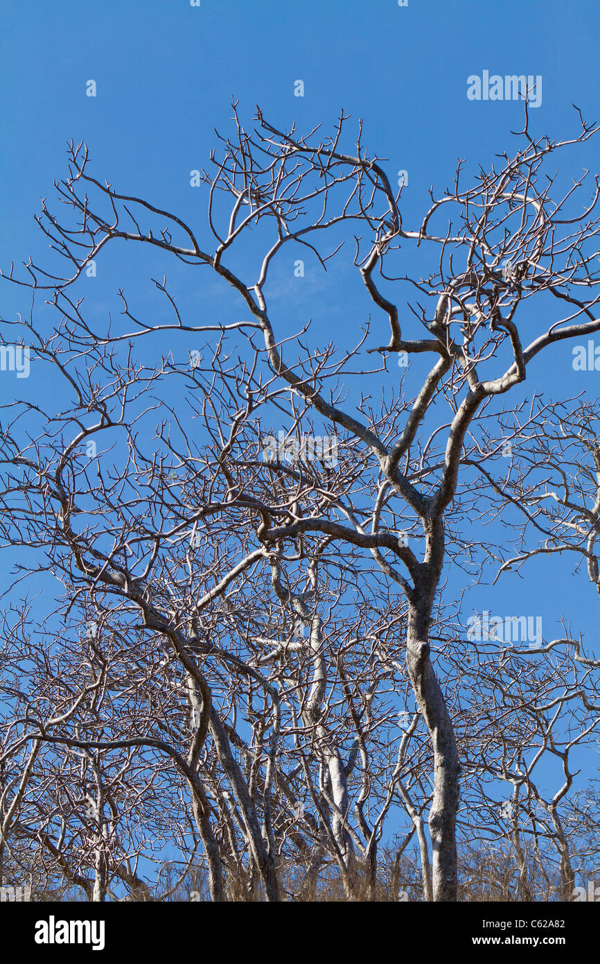 Palo Santo tree à Elizabeth Bay, Galapagos Banque D'Images