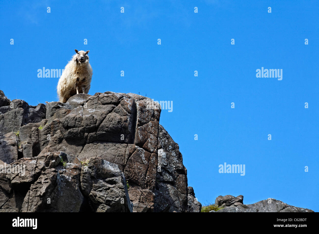 Moutons sur les roches dans le Eastfjords, Islande Banque D'Images