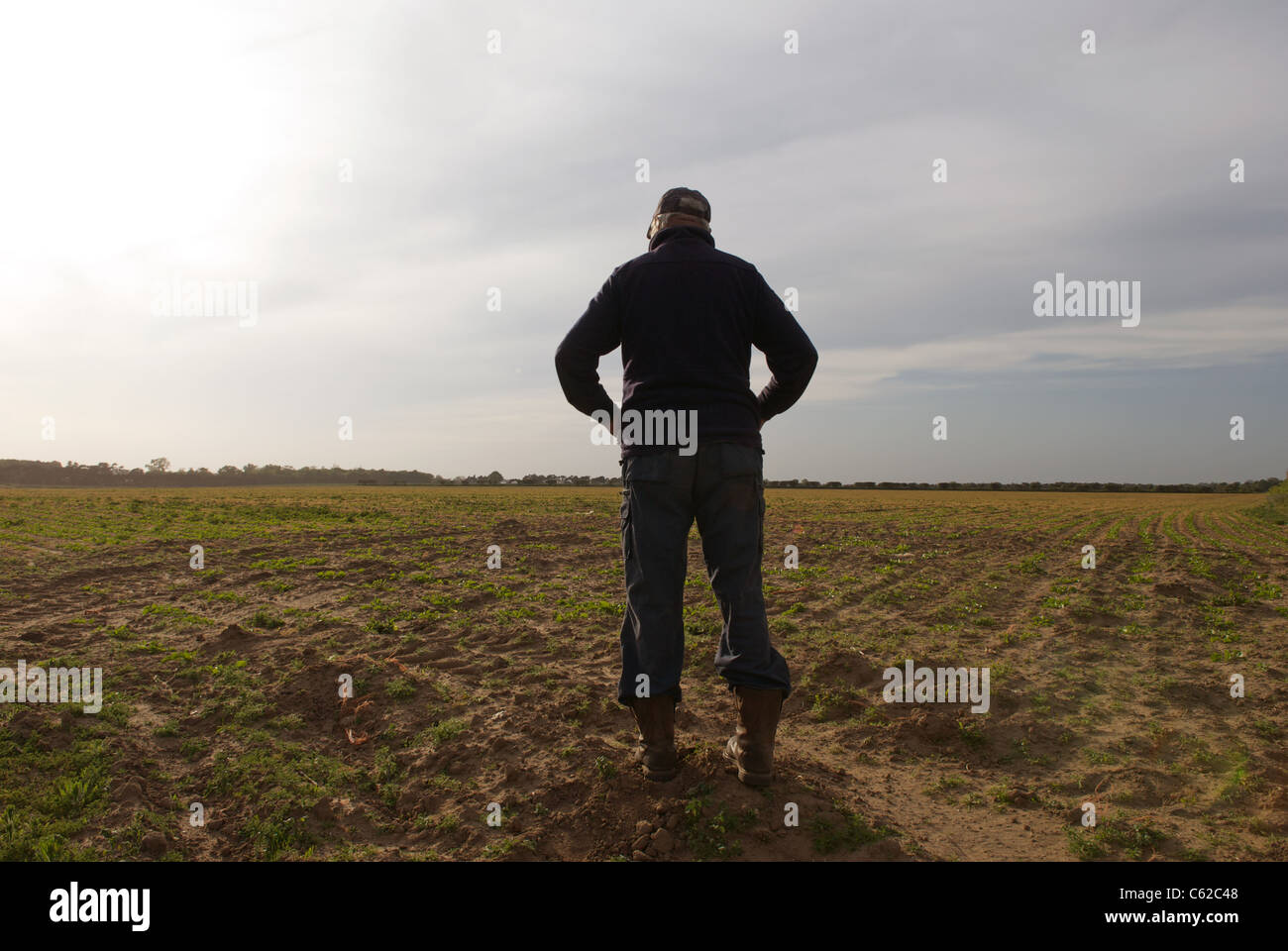 Farmer donne sur sécheresse cultures, Suffolk, UK. Banque D'Images