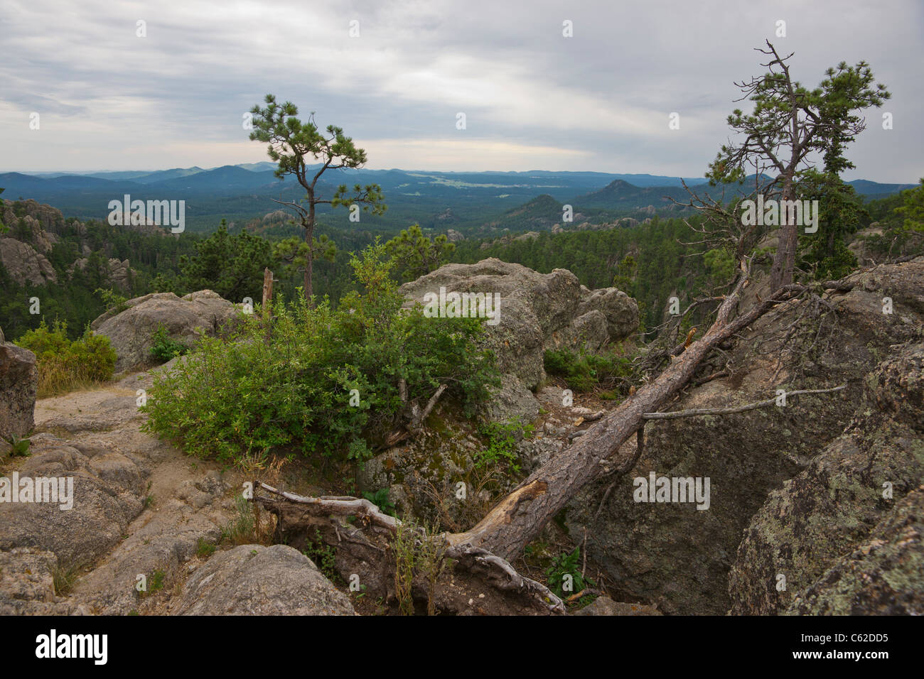 Black Hills South Dakota aux États-Unis une forêt a détruit la pluie acide vue de dessus vue de dessus de personne horizontale haute résolution Banque D'Images