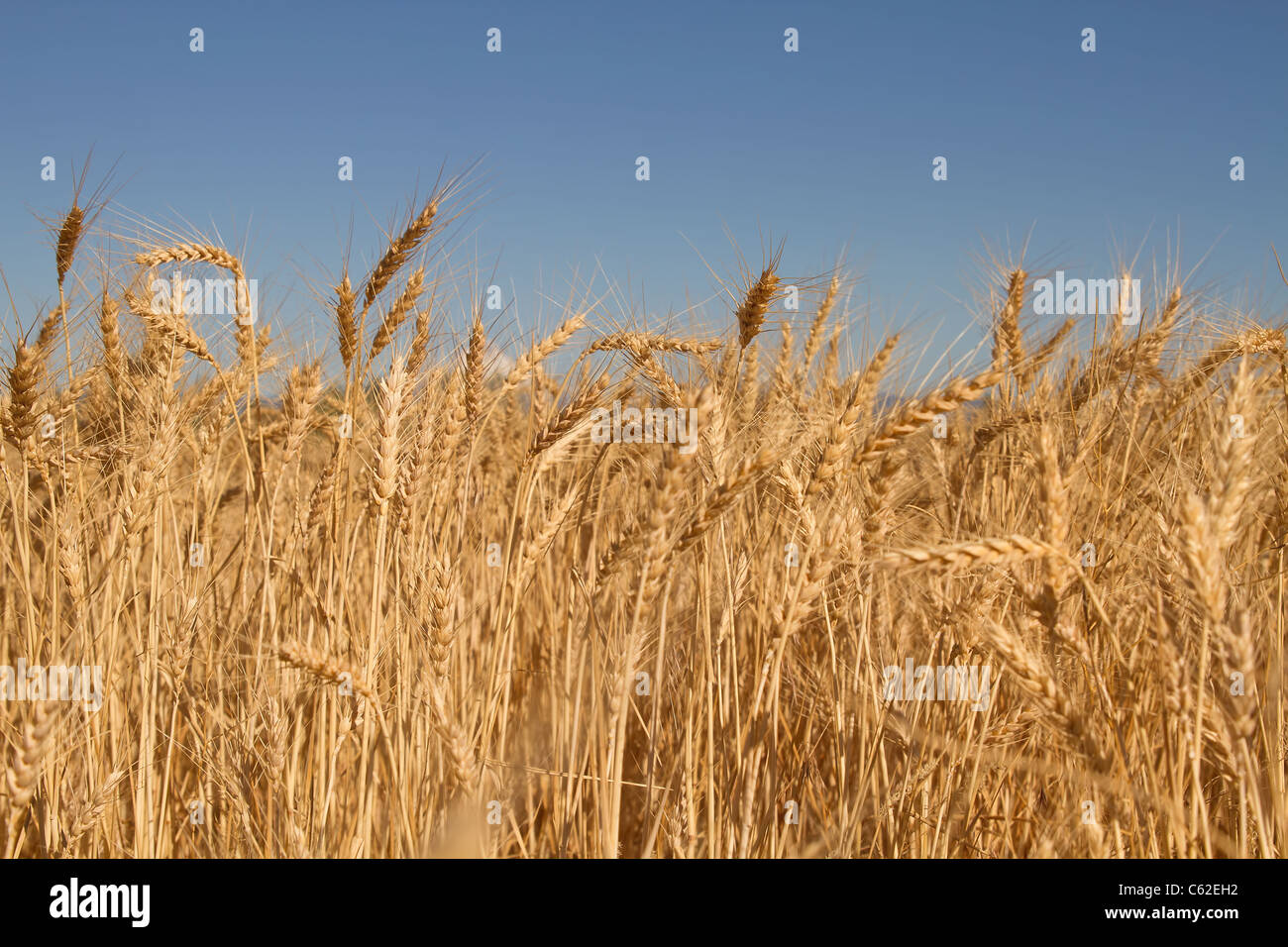 Domaine de l'herbe de blé contre fond de ciel bleu Banque D'Images
