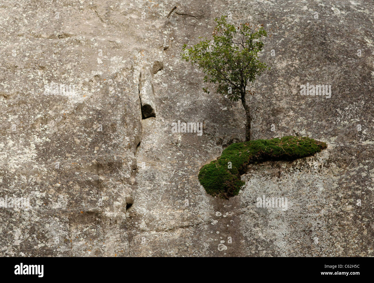 Un arbre s'accroche à un mur de pierre en face du Parc National Yosemite, California USA Banque D'Images