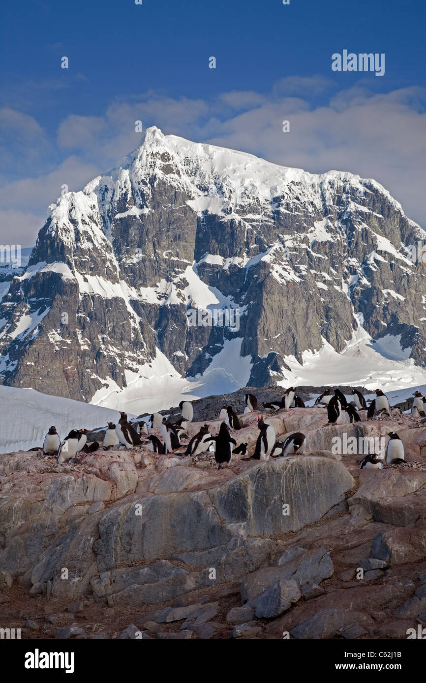 Colonie de manchots Gentoo (Pygoscelis papua), Port Lockroy, Péninsule Antarctique Banque D'Images