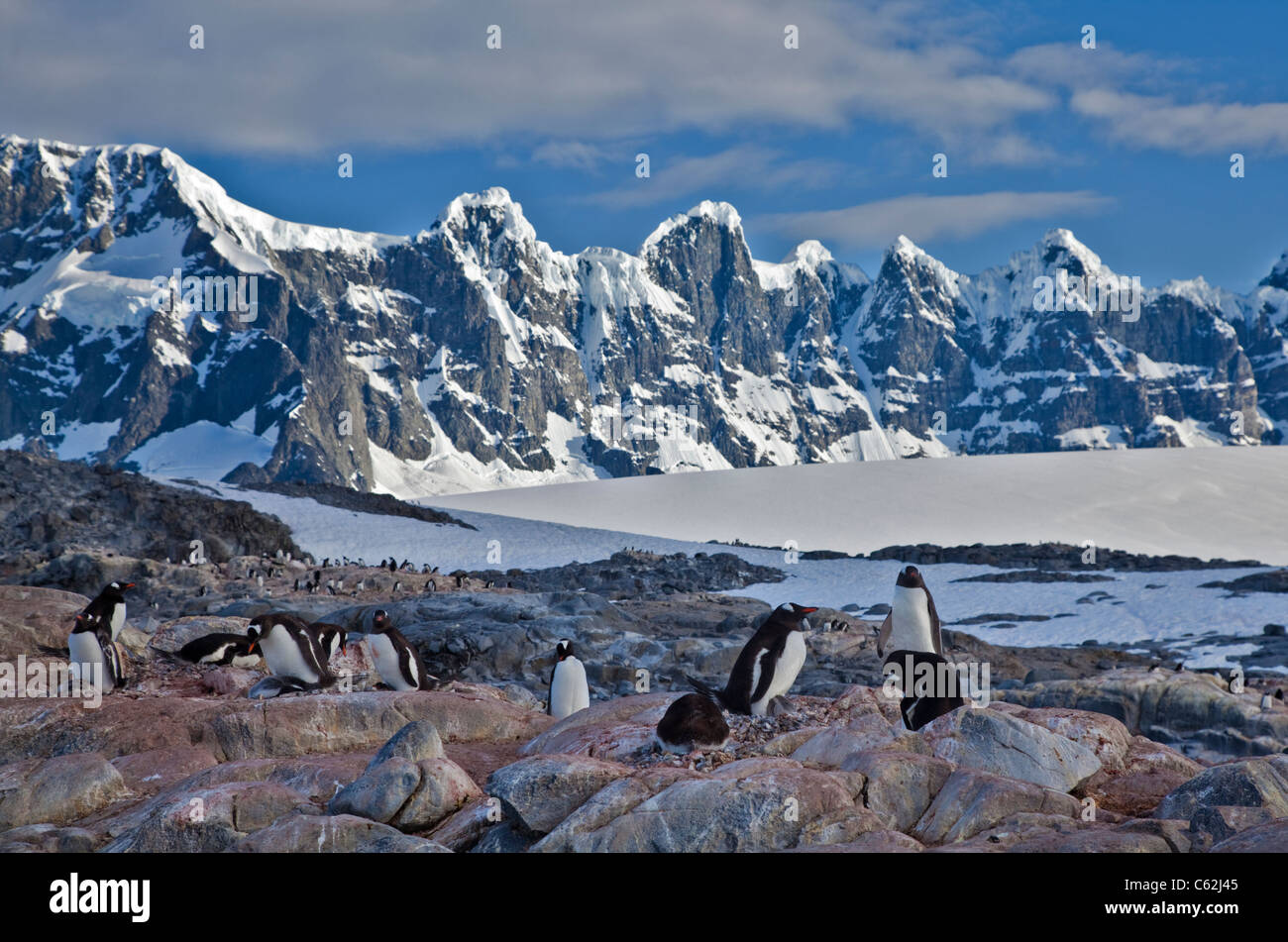 Colonie de manchots Gentoo (Pygoscelis papua), Port Lockroy, Péninsule Antarctique Banque D'Images