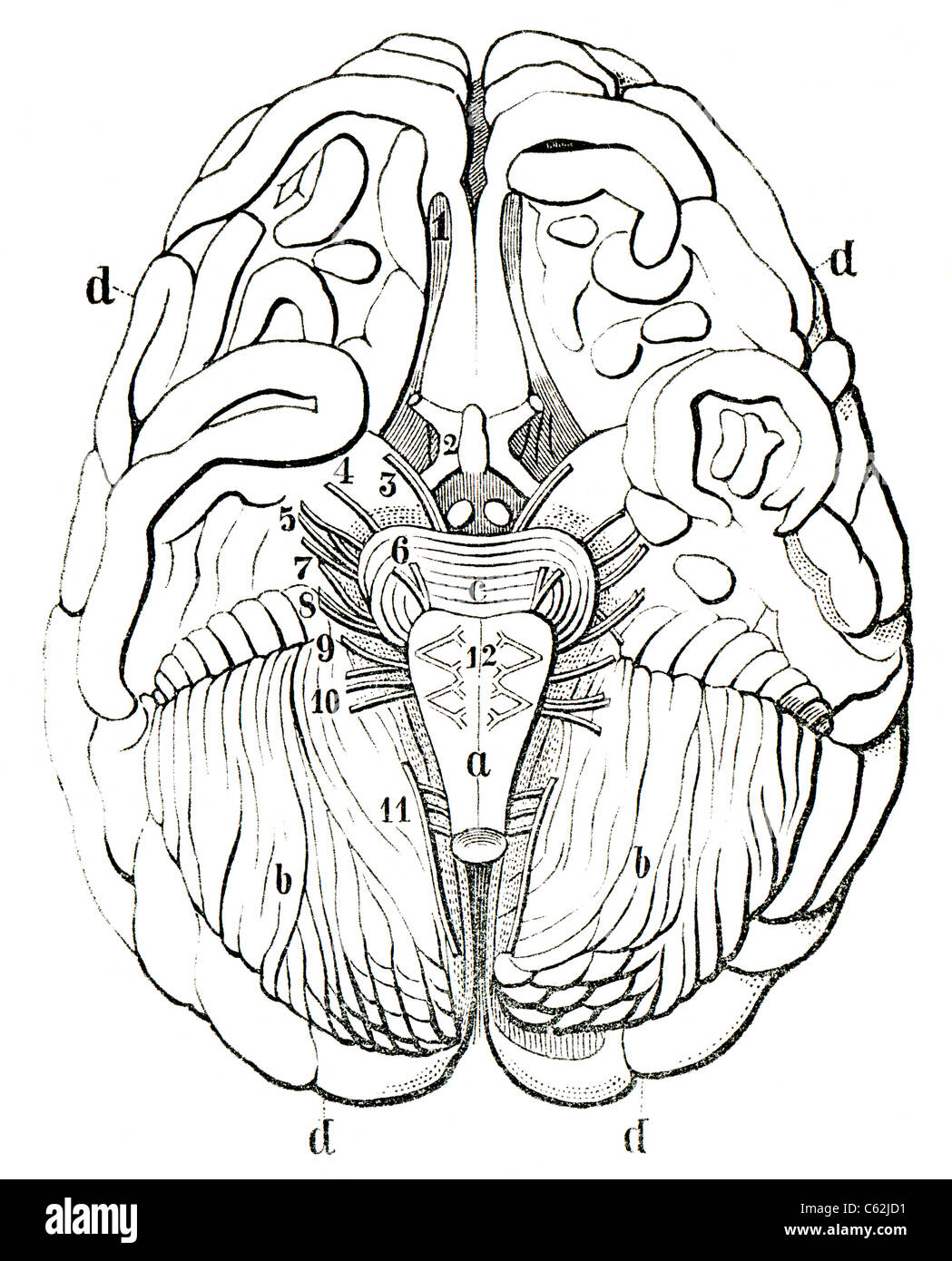 Une gravure ancienne du cerveau humain. Le cerveau humain dans la section. Le livre 'Natur und Offenbarung' 1861. Volume 7. Banque D'Images