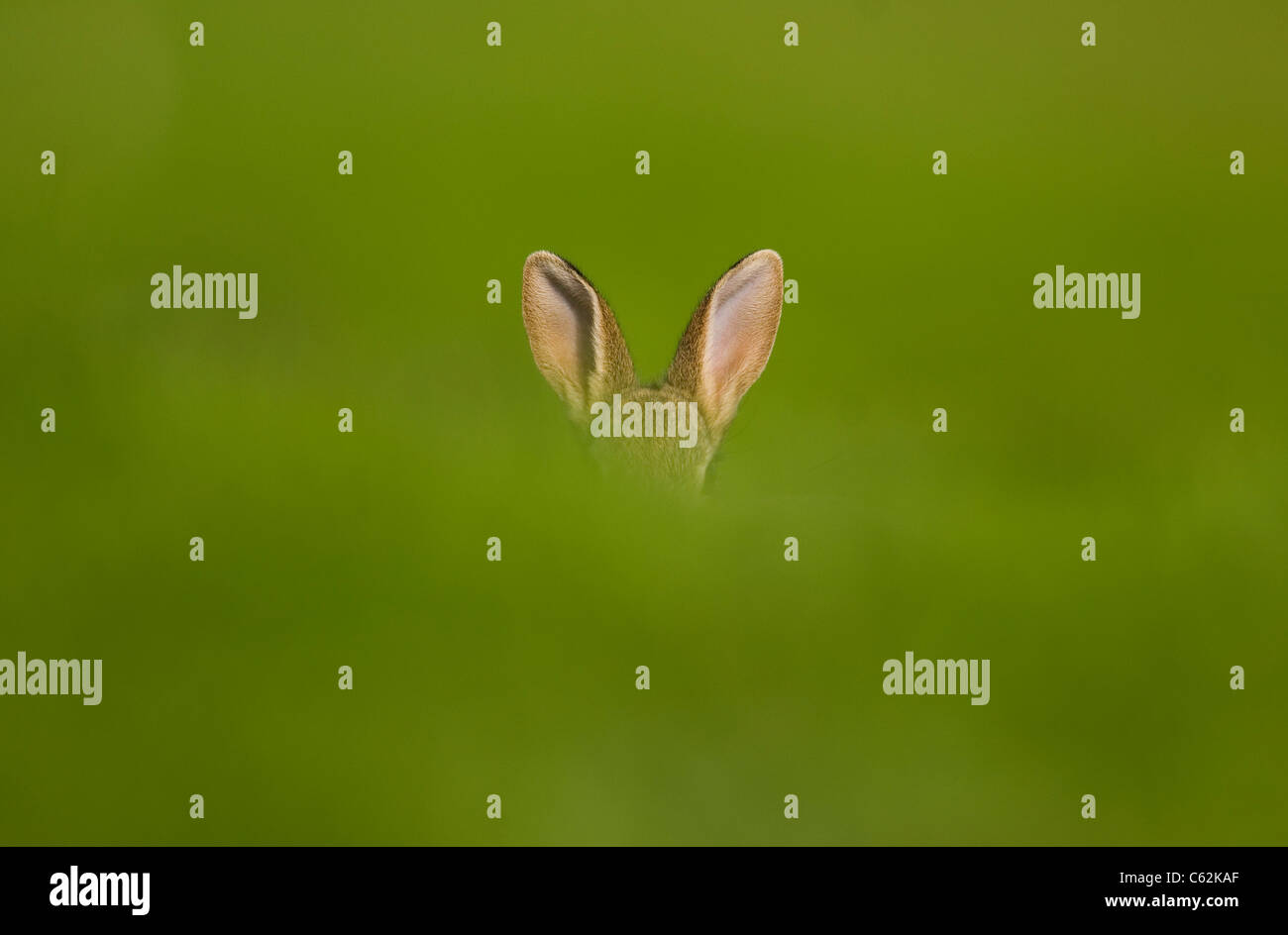 Lapin Oryctolagus cuniculus une alerte le lapin oreilles poke out au-dessus d'une banque d'herbe Norfolk, UK Banque D'Images