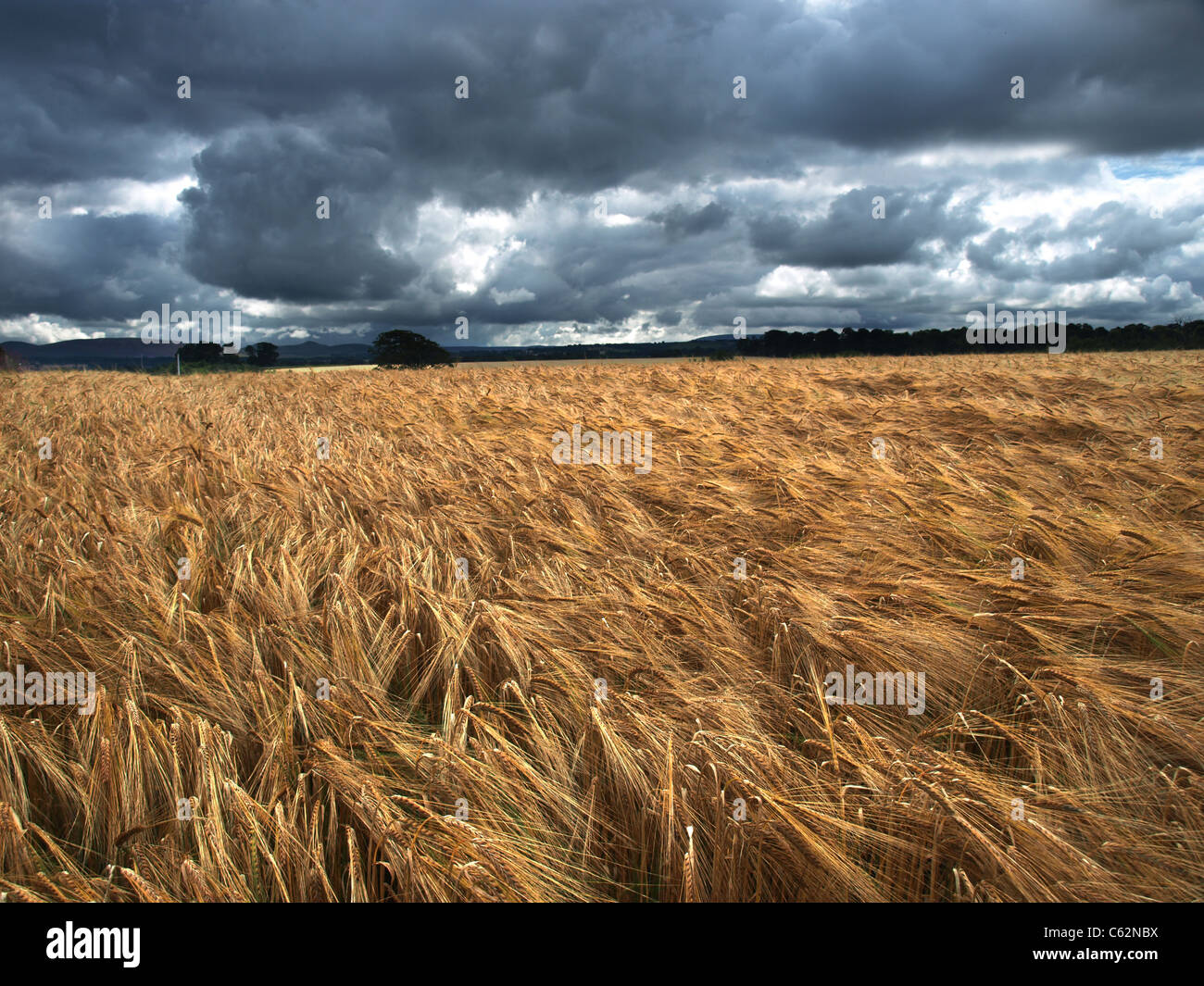 Nuages sur un champ de blé près d'Édimbourg, Écosse. Banque D'Images