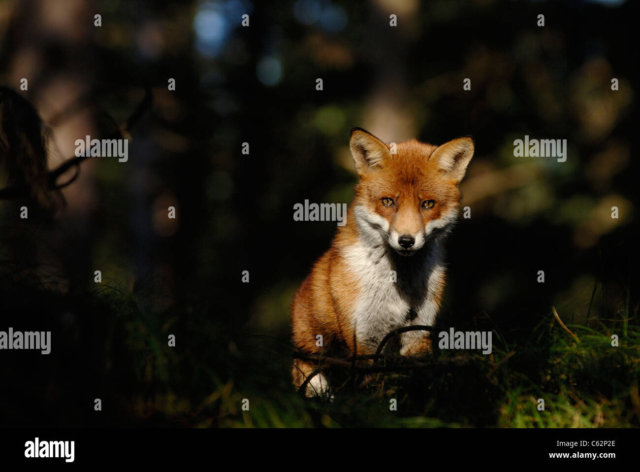 Le Renard roux Vulpes vulpes un homme adulte dans son manteau d'hiver s'arrête dans une parcelle de la lumière du soleil dans une forêt de pins, Lancashire, UK Banque D'Images
