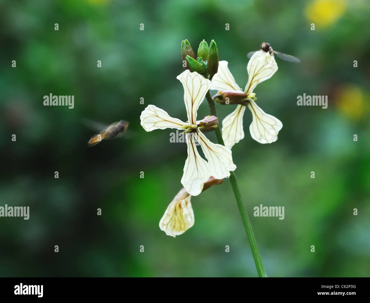La fleur (Eruca sativa) et d'insectes Banque D'Images