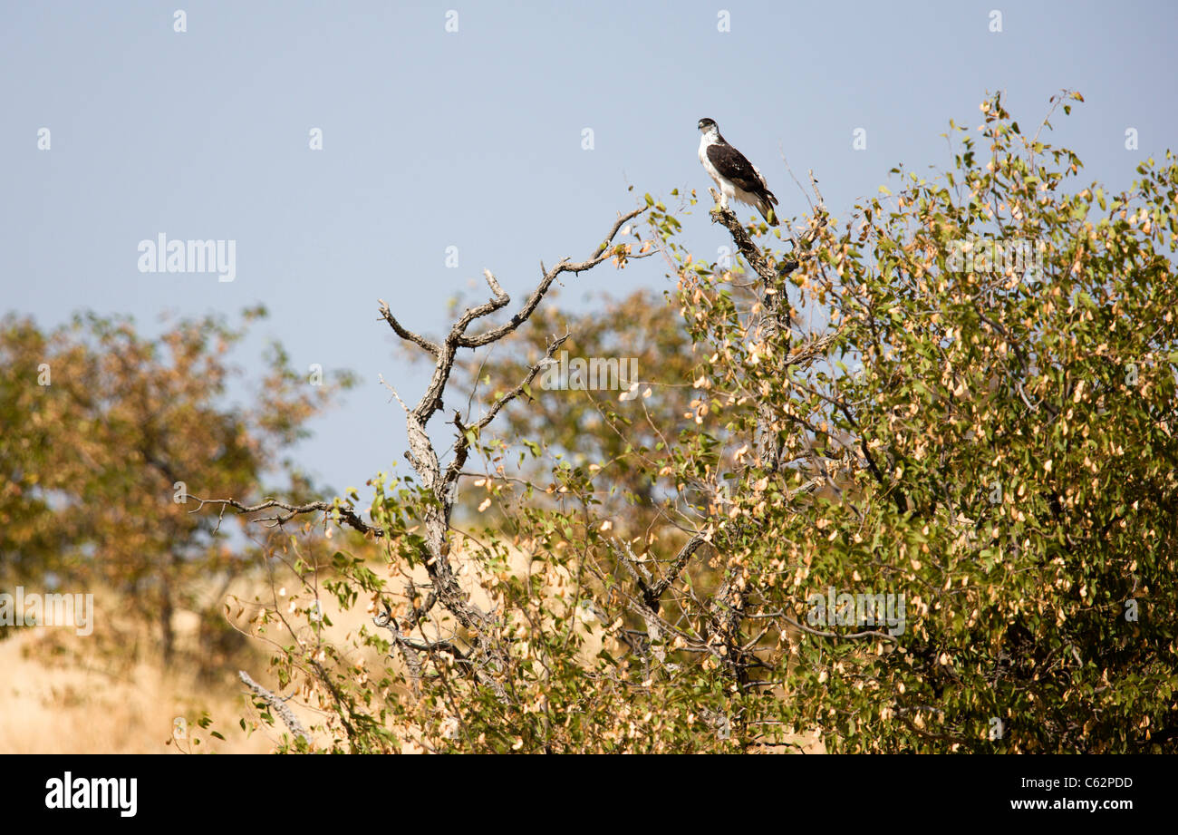 Un Africain Hawk Eagle. Hobatere Concession, Damaraland, Namibie, Kaokoveld. Banque D'Images