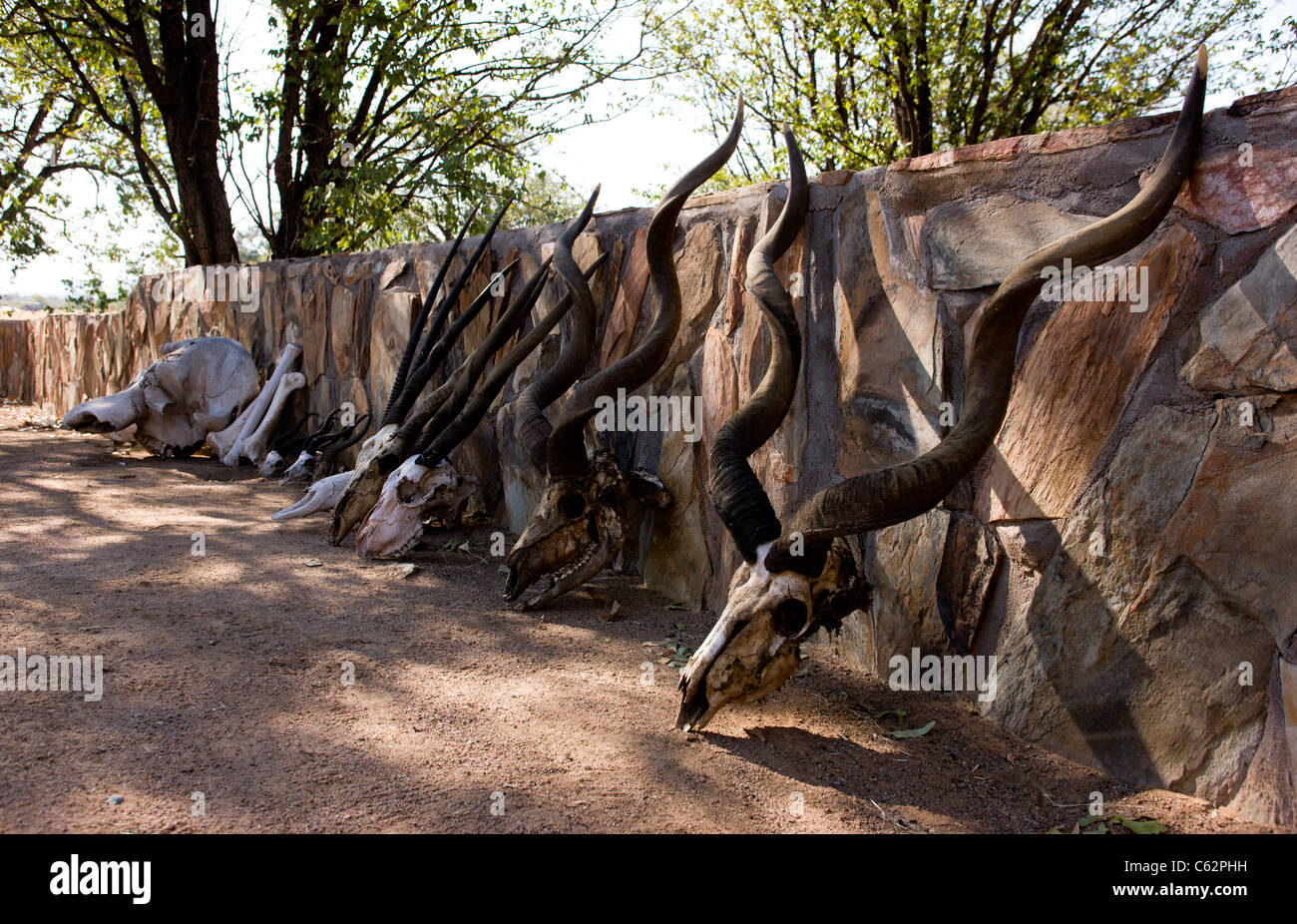 Une sélection de crânes d'animaux et des cornes. Hobatere Lodge, Damaraland, Namibie, Kaokoveld. Banque D'Images