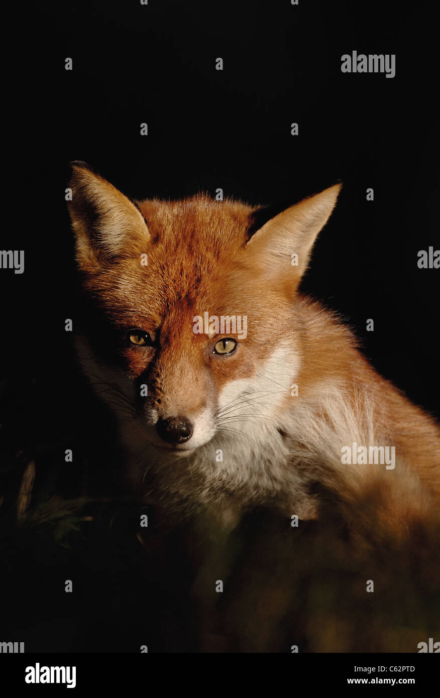 Le Renard roux Vulpes vulpes un adultes sauvages dans son manteau d'hiver assis dans un bassin de la lumière du soleil dans une forêt de pins, Lancashire, UK Banque D'Images