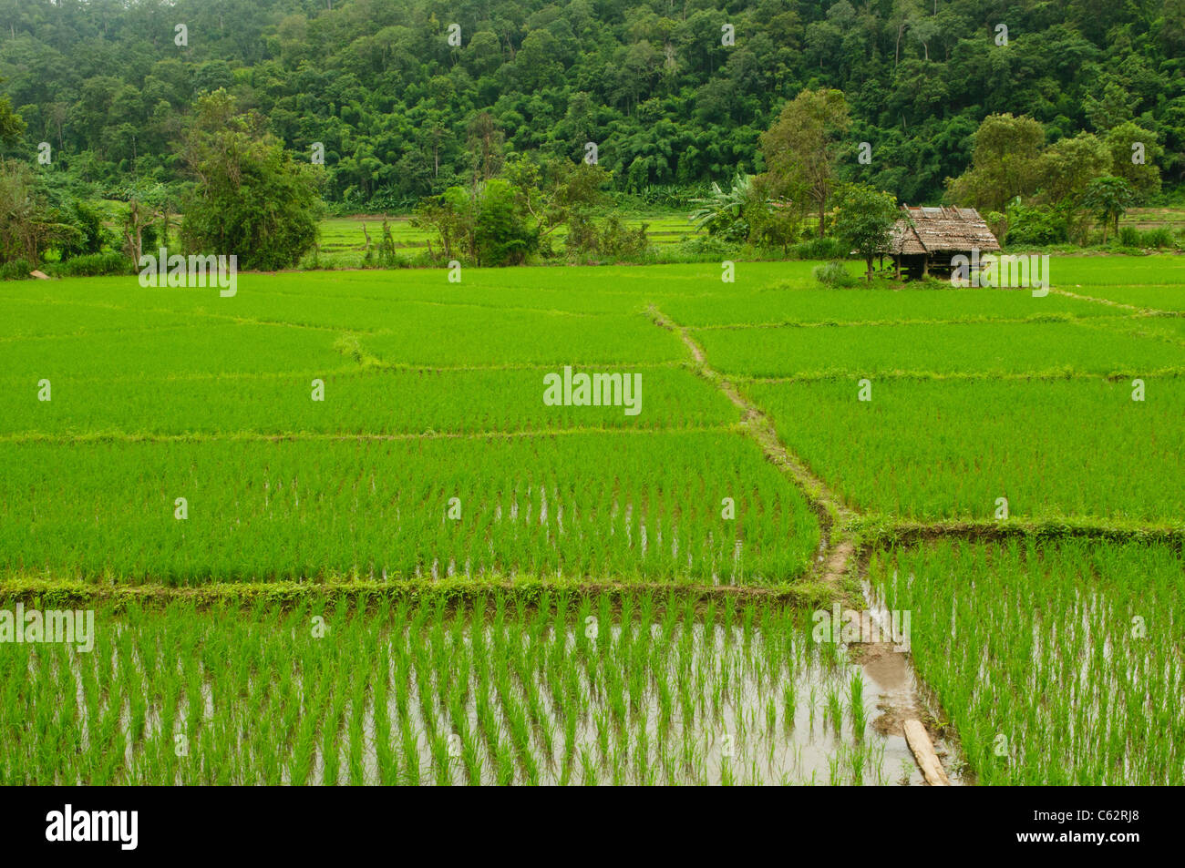 Riz fraîchement plantés pendant la saison des pluies dans le nord de la Thaïlande Banque D'Images