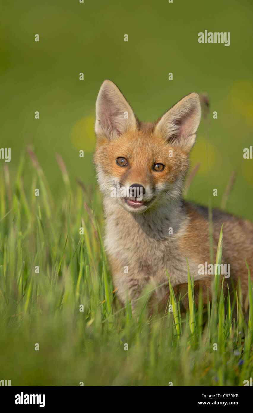 Le renard roux Vulpes vulpes Portrait d'une alerte fox cub dans la lumière du soleil du soir dans une clairière Derbyshire, Royaume-Uni Banque D'Images