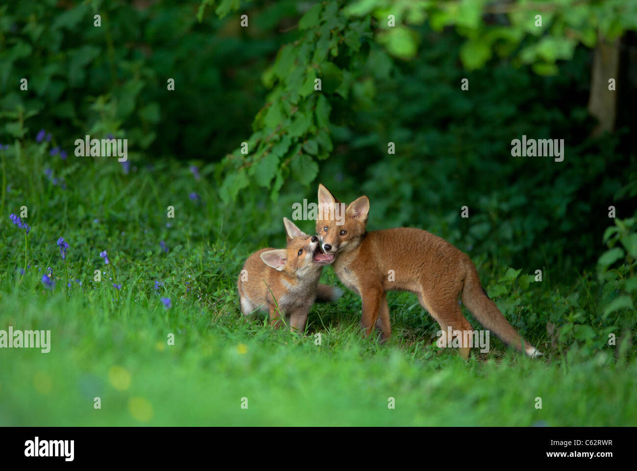 Le renard roux Vulpes vulpes une paire de fox cubs jouer-combats en marge d'un champ Derbyshire, Royaume-Uni Banque D'Images