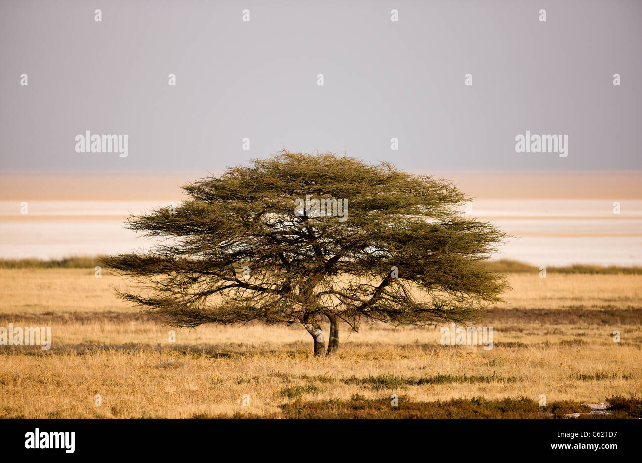 Un arbre avec l'Etosha derrière. Parc National d'Etosha, Namibie. Banque D'Images