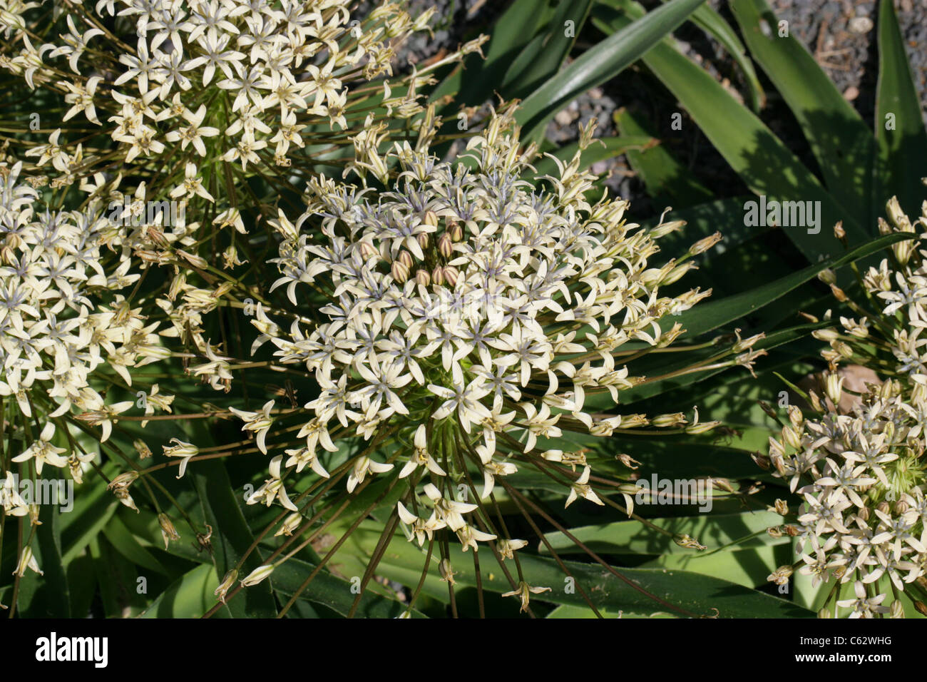 Squill Scilla peruviana portugais, var venusta 'Cream' algérien, Hyacinthaceae. Banque D'Images
