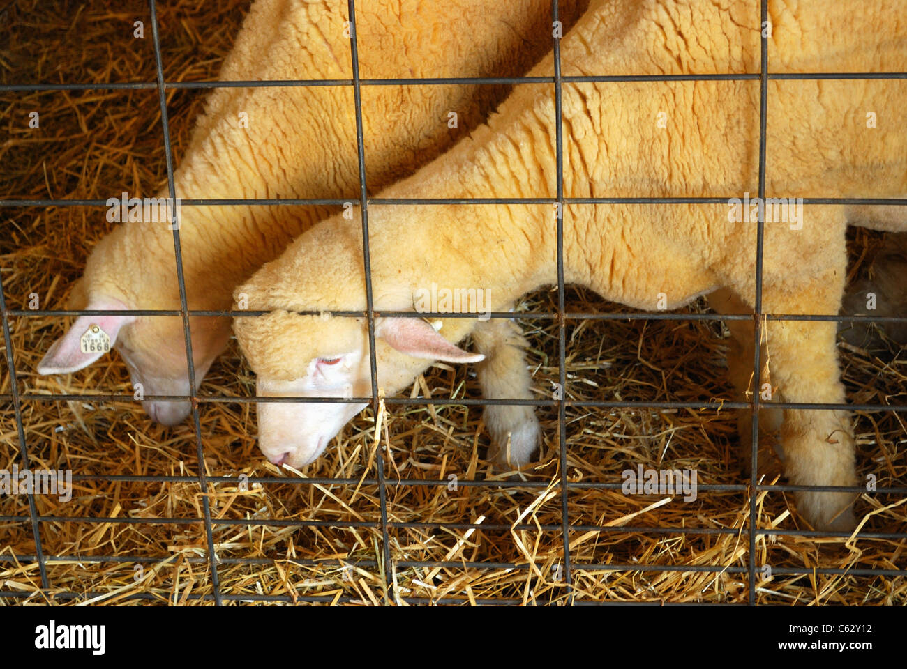 Moutons en county fair stall Banque D'Images