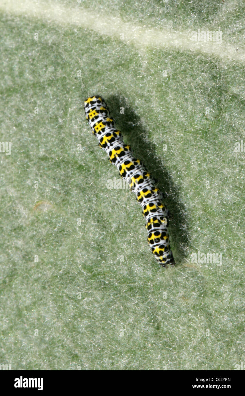 Larve de la molène Molène Thapsus sur Cucullia verbasci, Plante, de la famille des Cuculliinae Noctuoidea, Lepidoptera, Banque D'Images