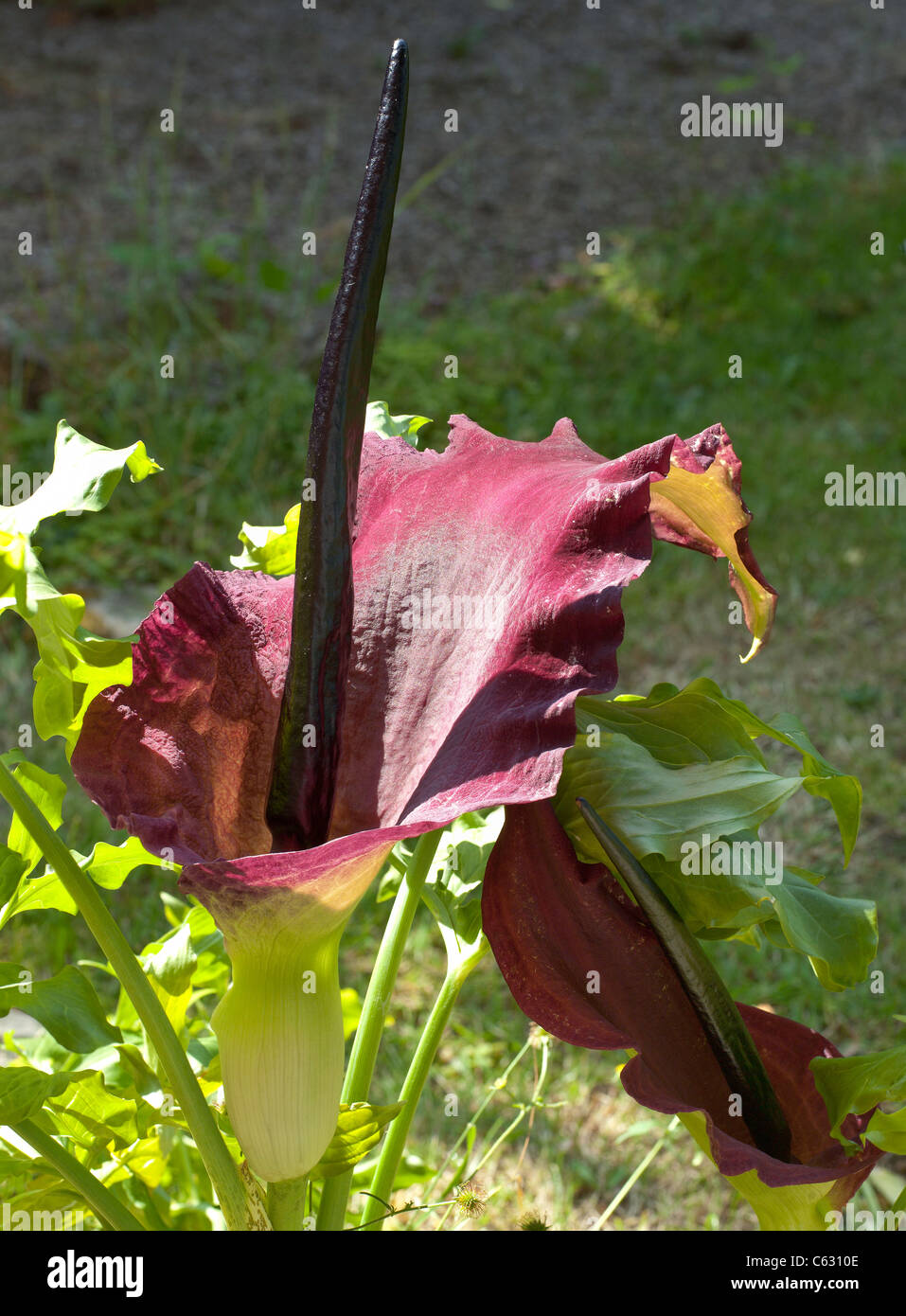 Plante en fleurs ARUM DRAGON Banque D'Images