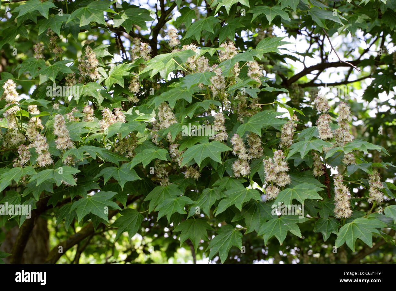 Un Chinois, Acer erianthum, Sapindaceae (Aceraceae), la Chine, l'Szeshuan, Hubei. Banque D'Images