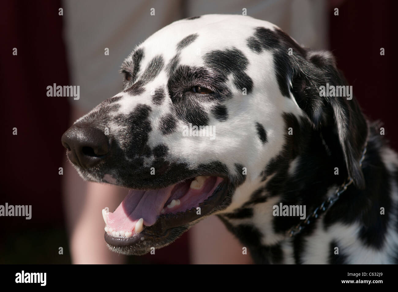 Portrait si chien Dalmatien. Banque D'Images