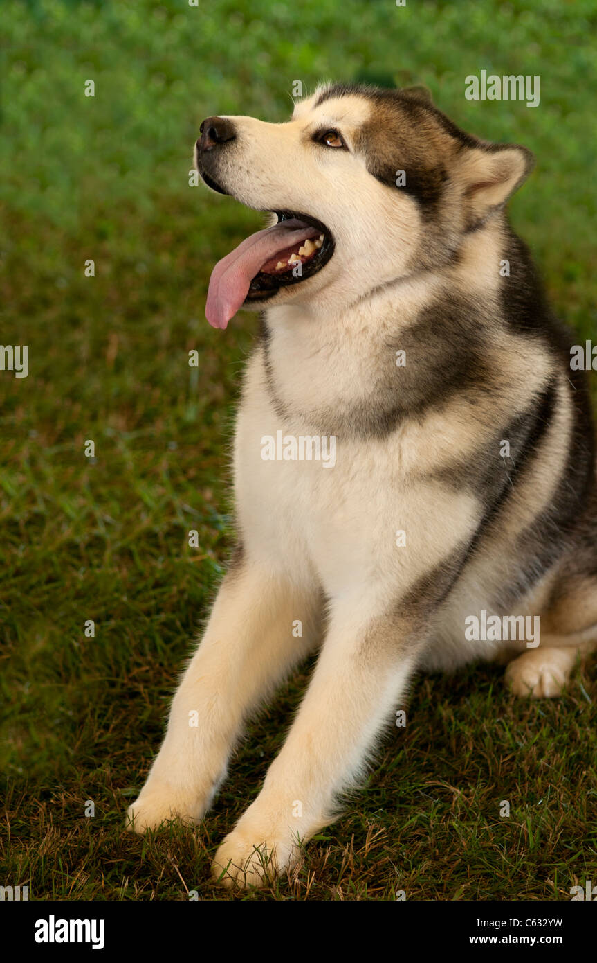 Malamute d'Alaska. Banque D'Images