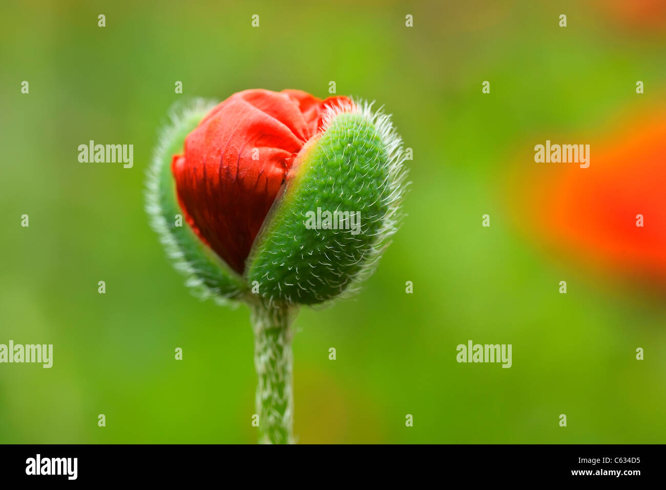 Pavot d'Orient ouverture bud, vue en gros plan. Banque D'Images