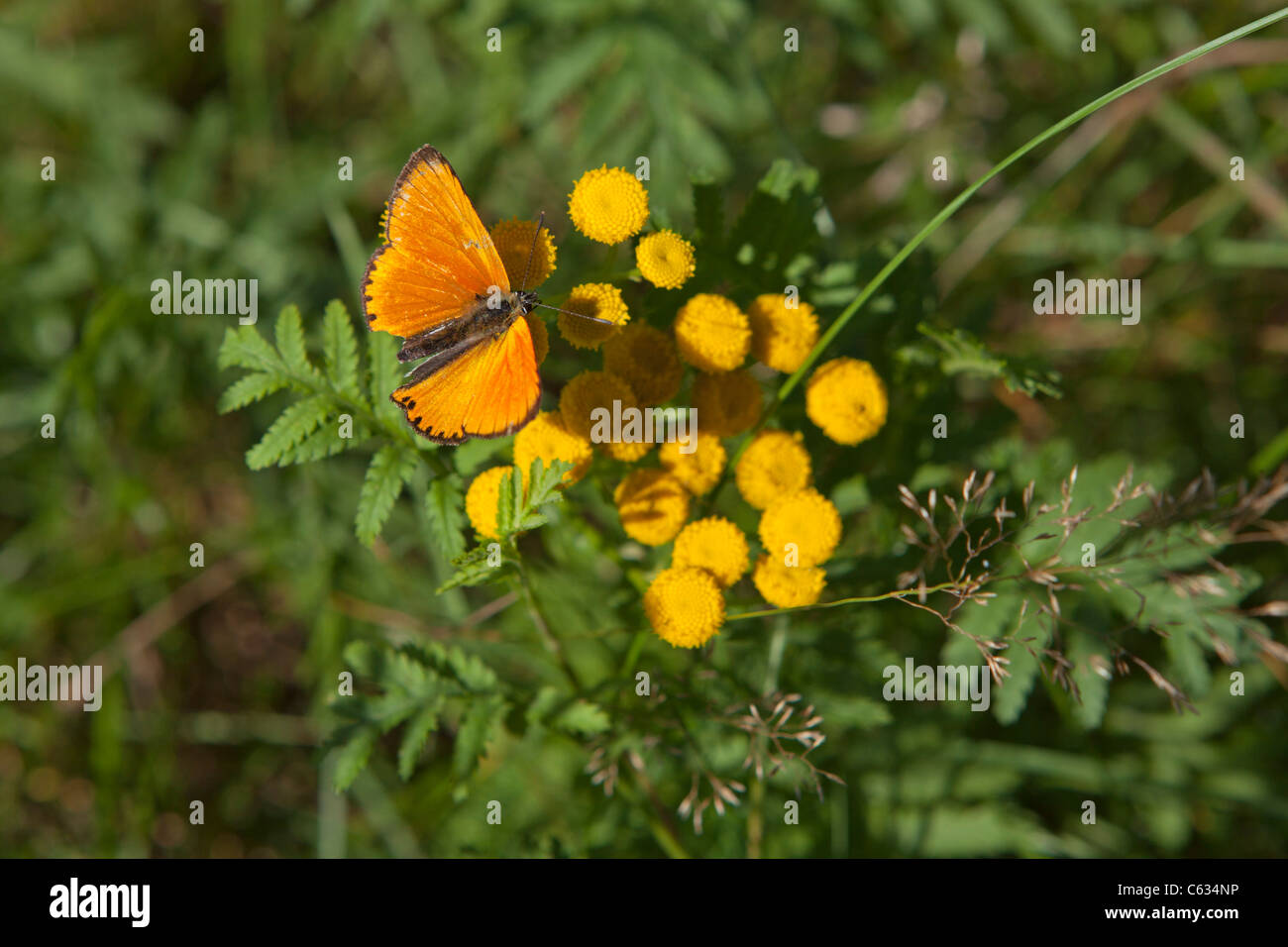 (Lycaena virgaureae rares) sur une fleur Banque D'Images