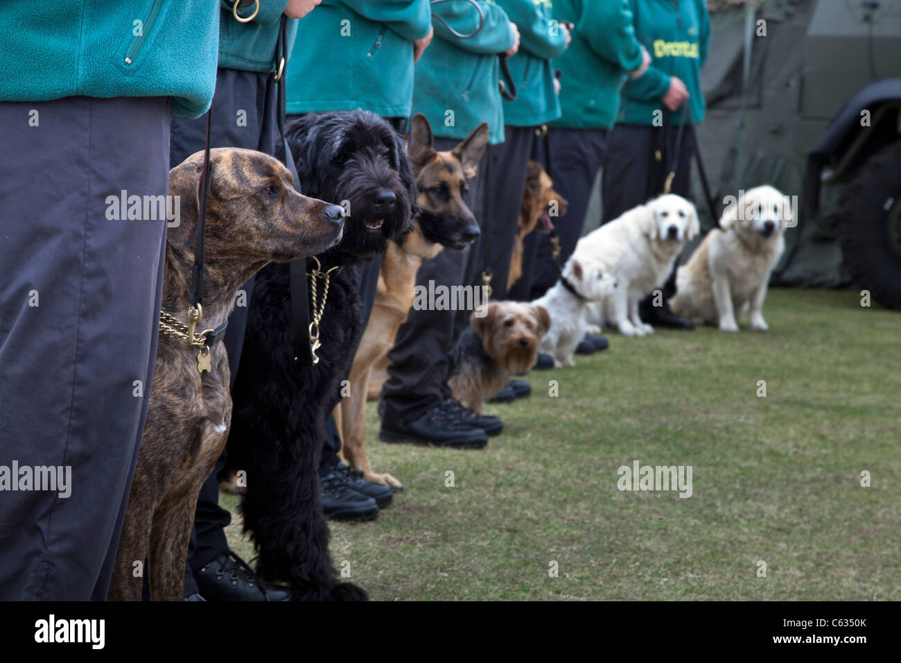 Un défilé de chiens par 'Dog' Club local Banque D'Images