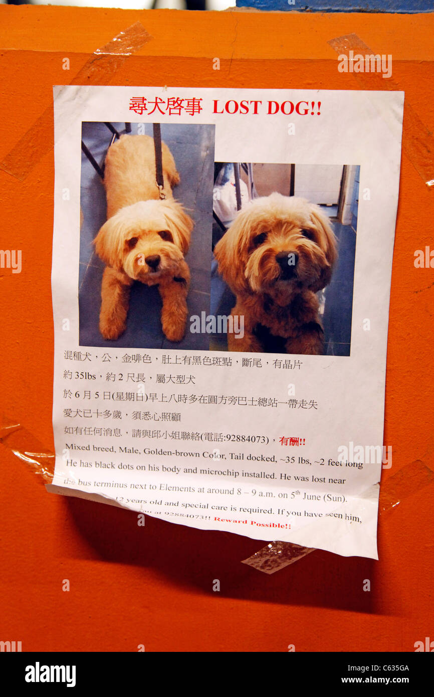 Perdu chien affiche pour l'absence d'animaux de compagnie à Hong Kong, Chine Banque D'Images