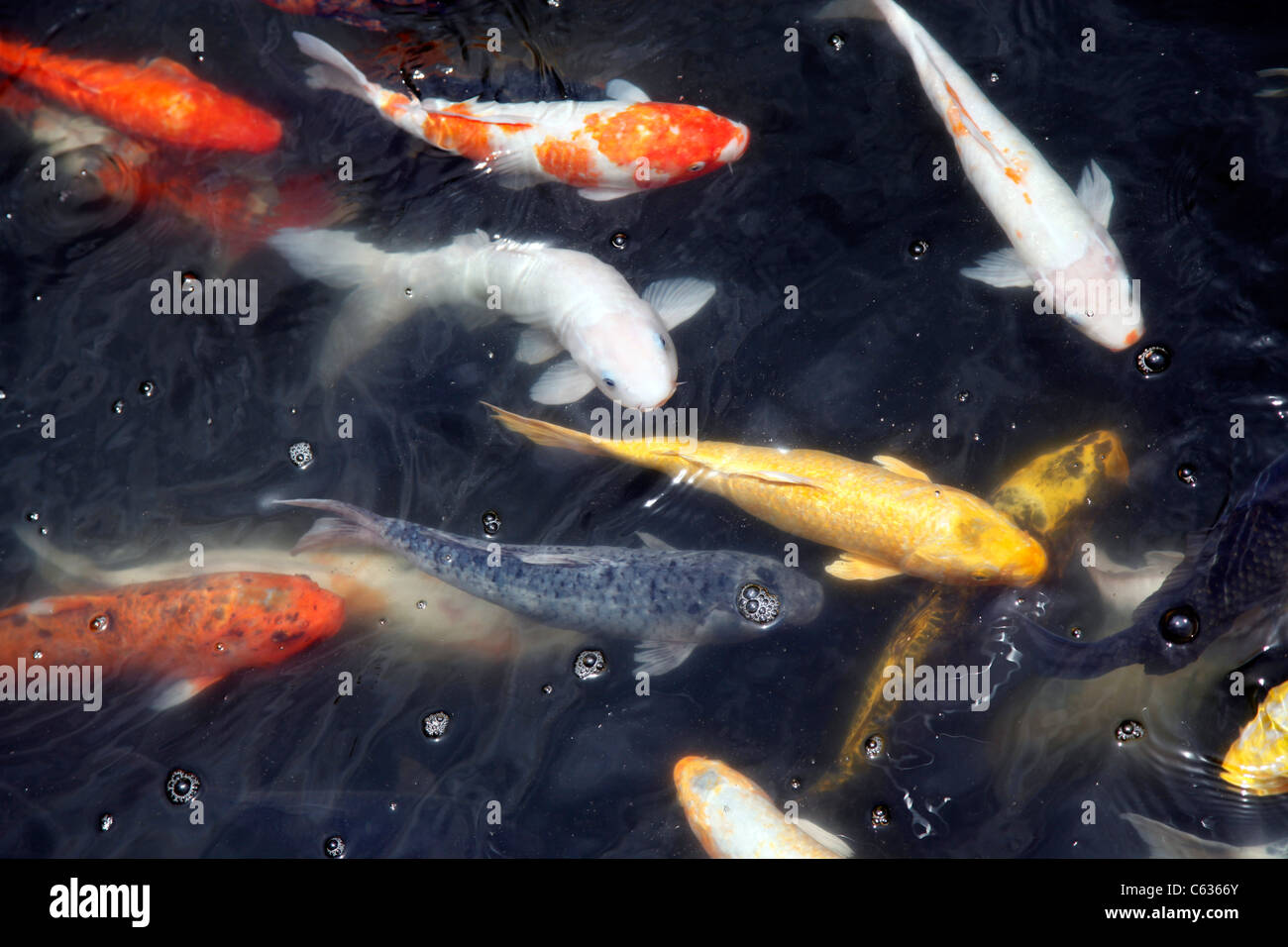 Carpe koï poisson et poisson rouge, Hong Kong, Chine Banque D'Images
