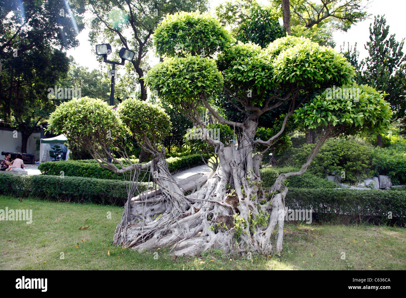 Banyan Tree chinois et les racines à Kowloon walled city park à Hong Kong, Chine Banque D'Images