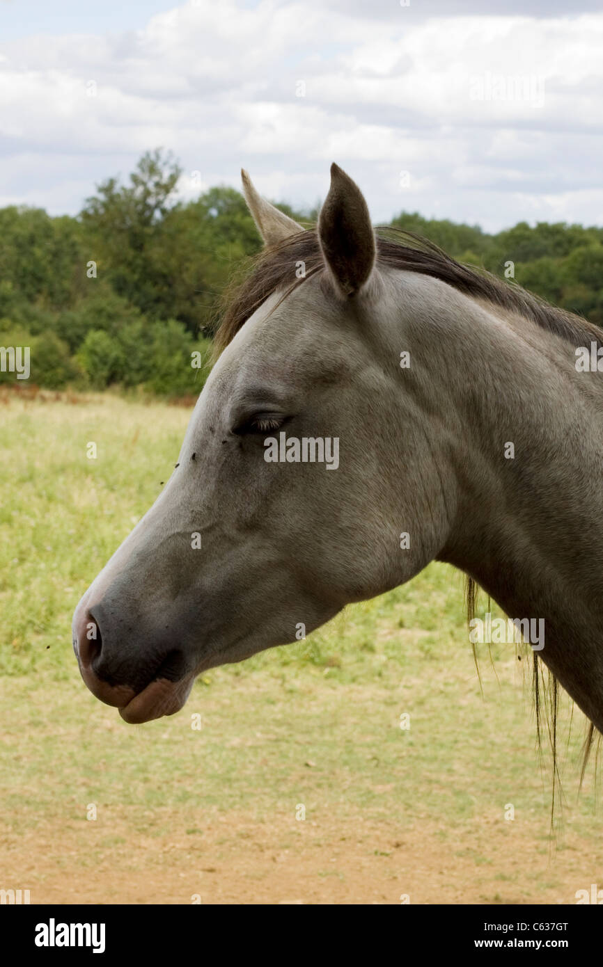 Cheval Arabe dans un enclos Equus ferus caballus Banque D'Images