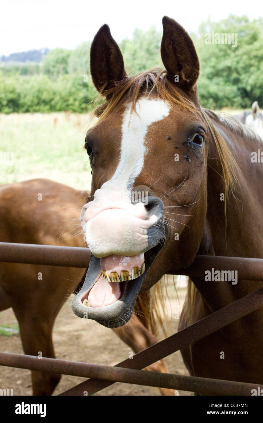 Cheval Arabe dans un enclos Equus ferus caballus Banque D'Images