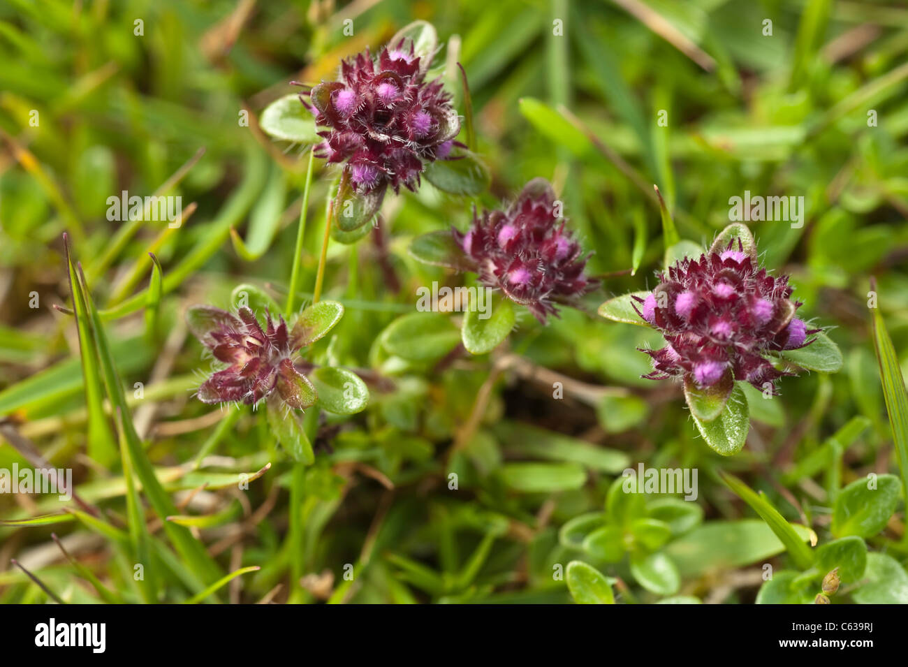 Le thym sauvage (Thymus praecox) Flowers Fair Isle Shetland Islands Scotland UK Banque D'Images