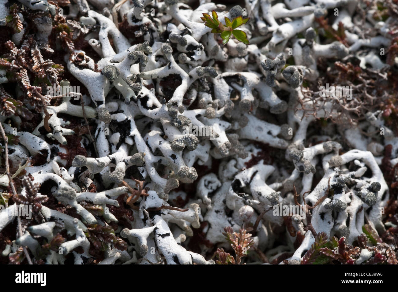 Hypogymnia physodes lichen Fair Isle Shetland Islands Ecosse Archipel subarctique UK Europe Banque D'Images