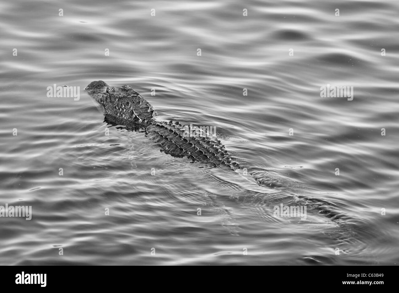 Un alpiniste est croissant des grès dans red rock, près de Las Vegas dans le Nevada. Banque D'Images