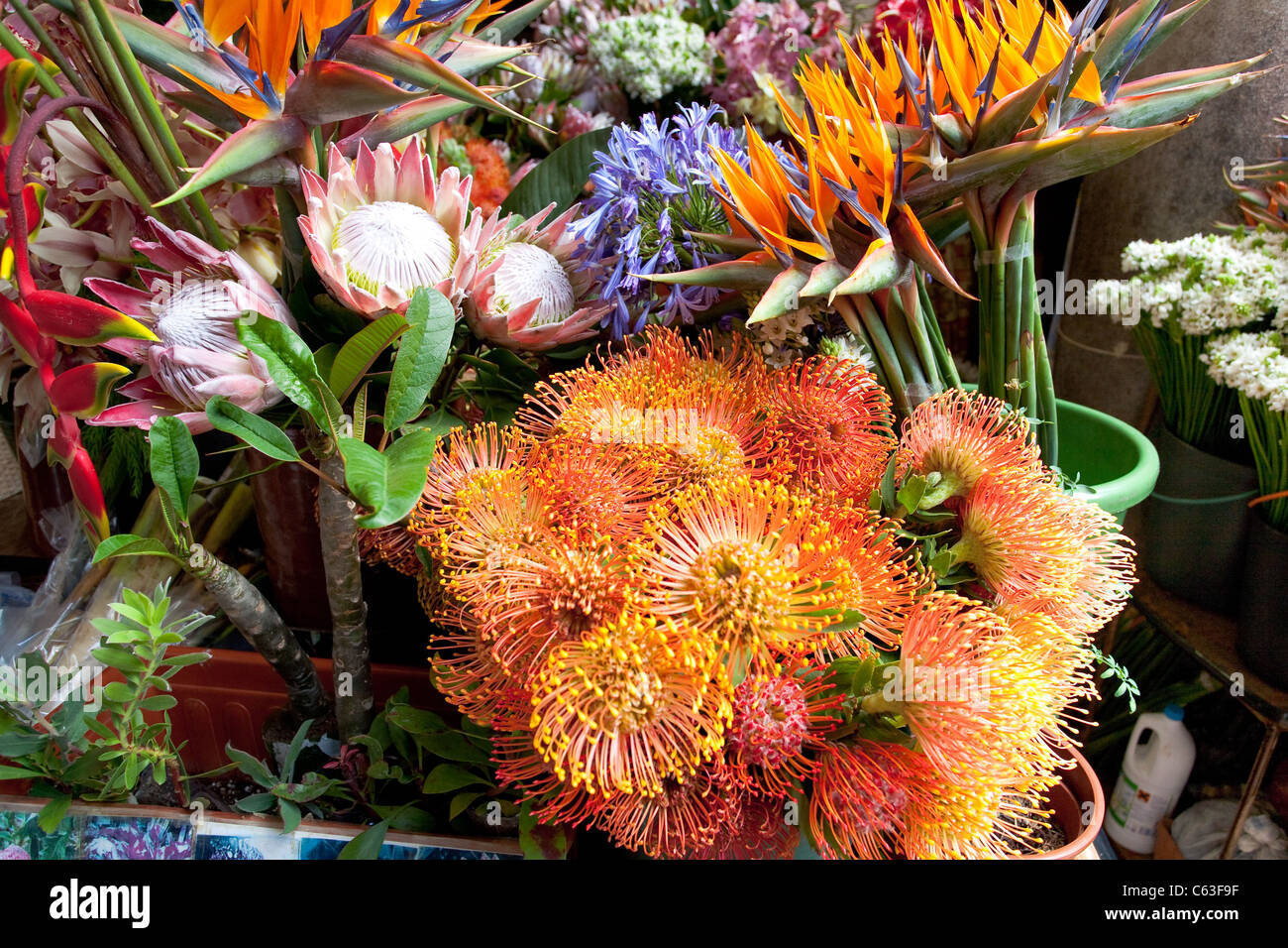 Marché aux Fleurs de Madère Funchal Banque D'Images