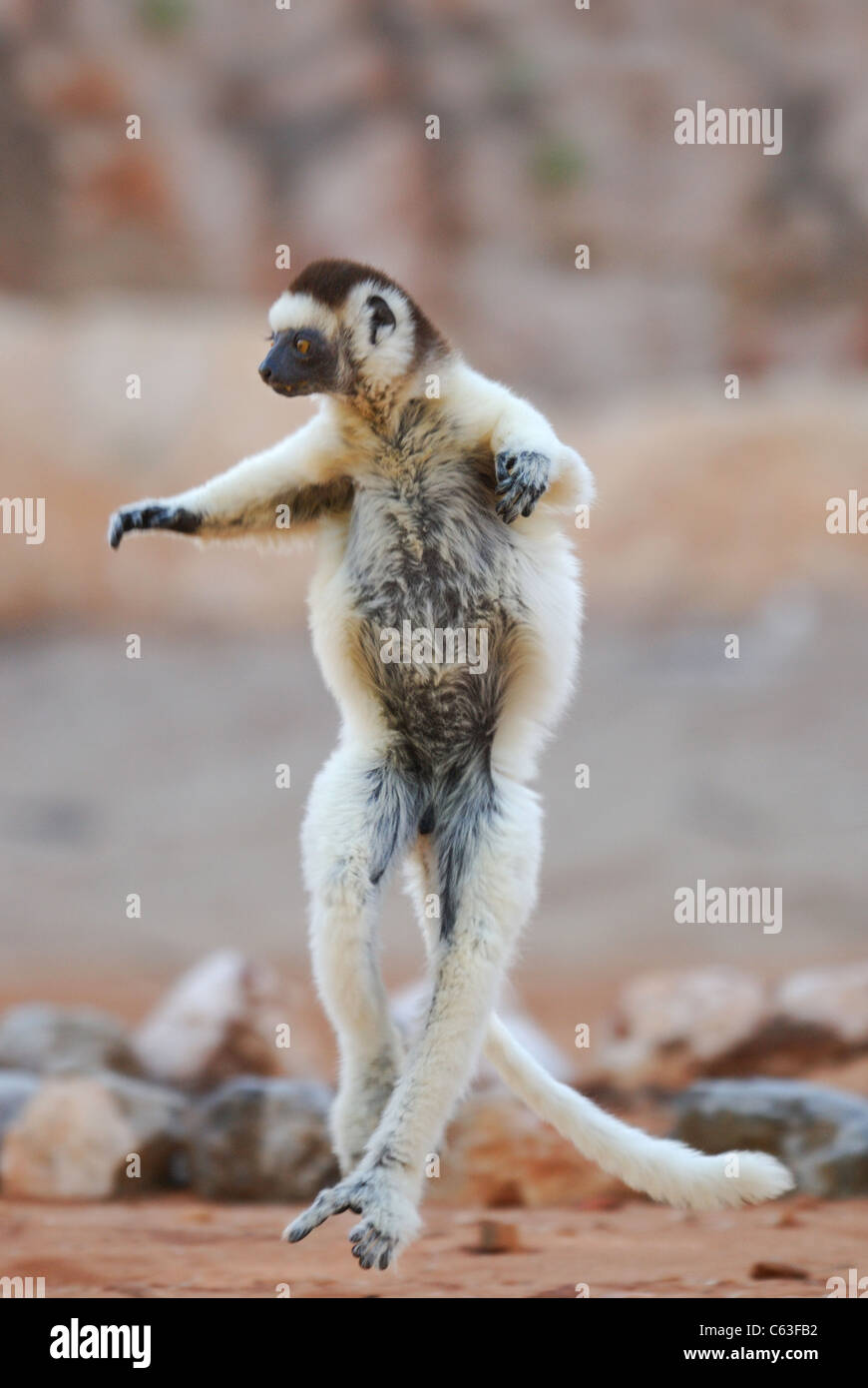 Le Propithèque de verreaux (Propithecus verreauxi) danser dans la réserve naturelle de Berenty, dans le sud de Madagascar Banque D'Images