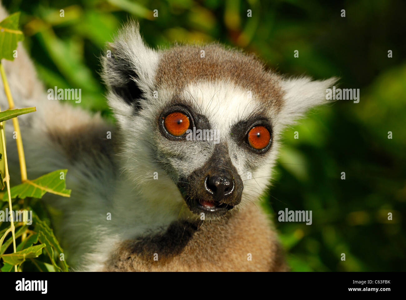 Wild ring-tailed Lemur (Lemur catta) dans la réserve de Berenty, Madagascar Banque D'Images