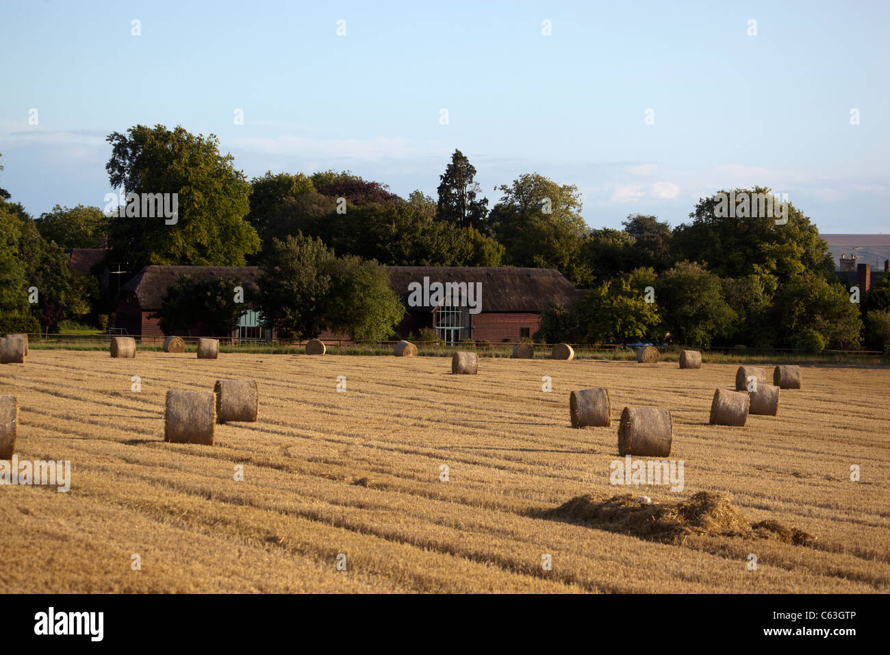 Des champs de blé près d'Alton Barnes dans le Wiltshire Banque D'Images