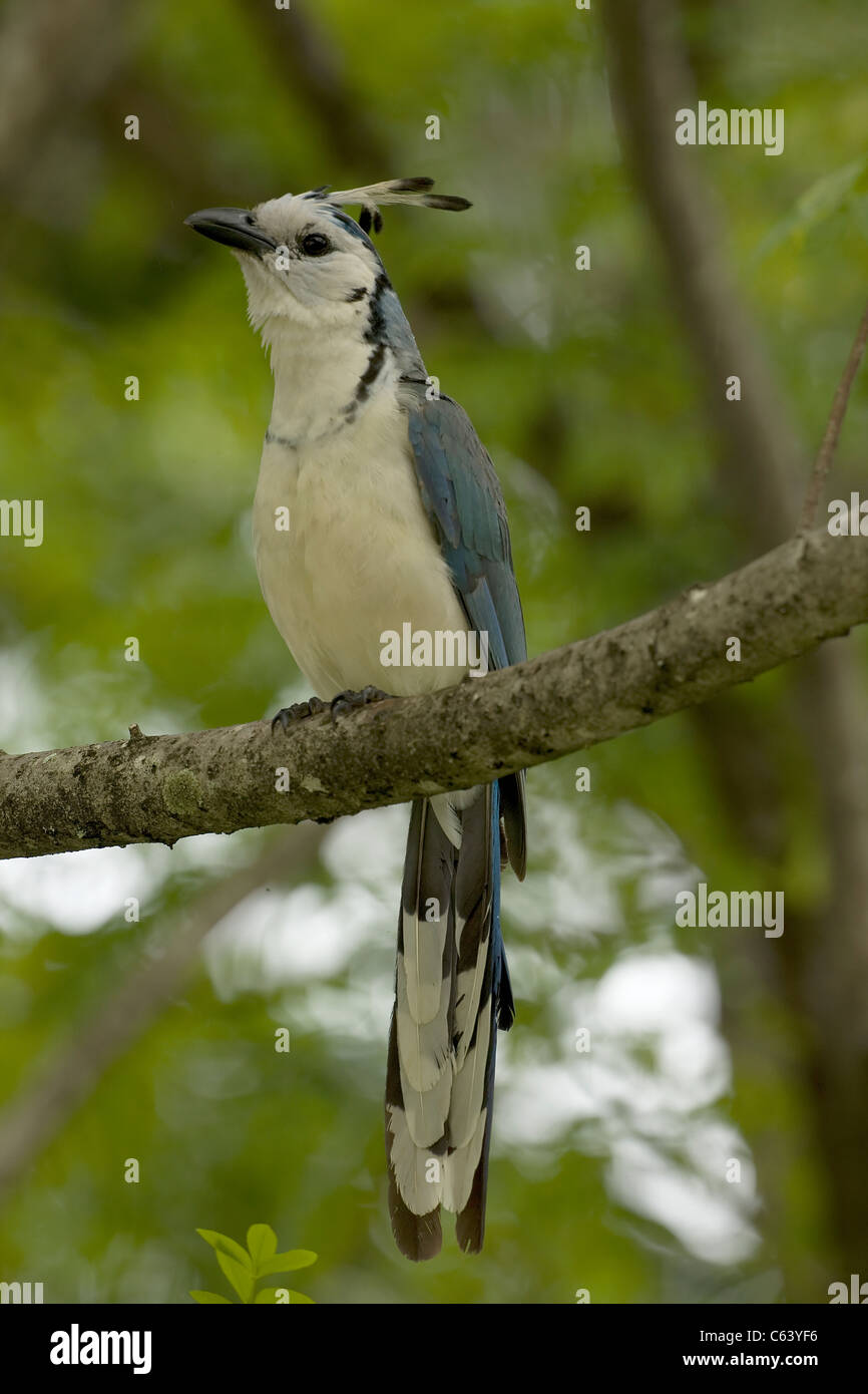 Cassican à gorge blanche-jay -(Calocitta formosa) - Costa Rica Banque D'Images