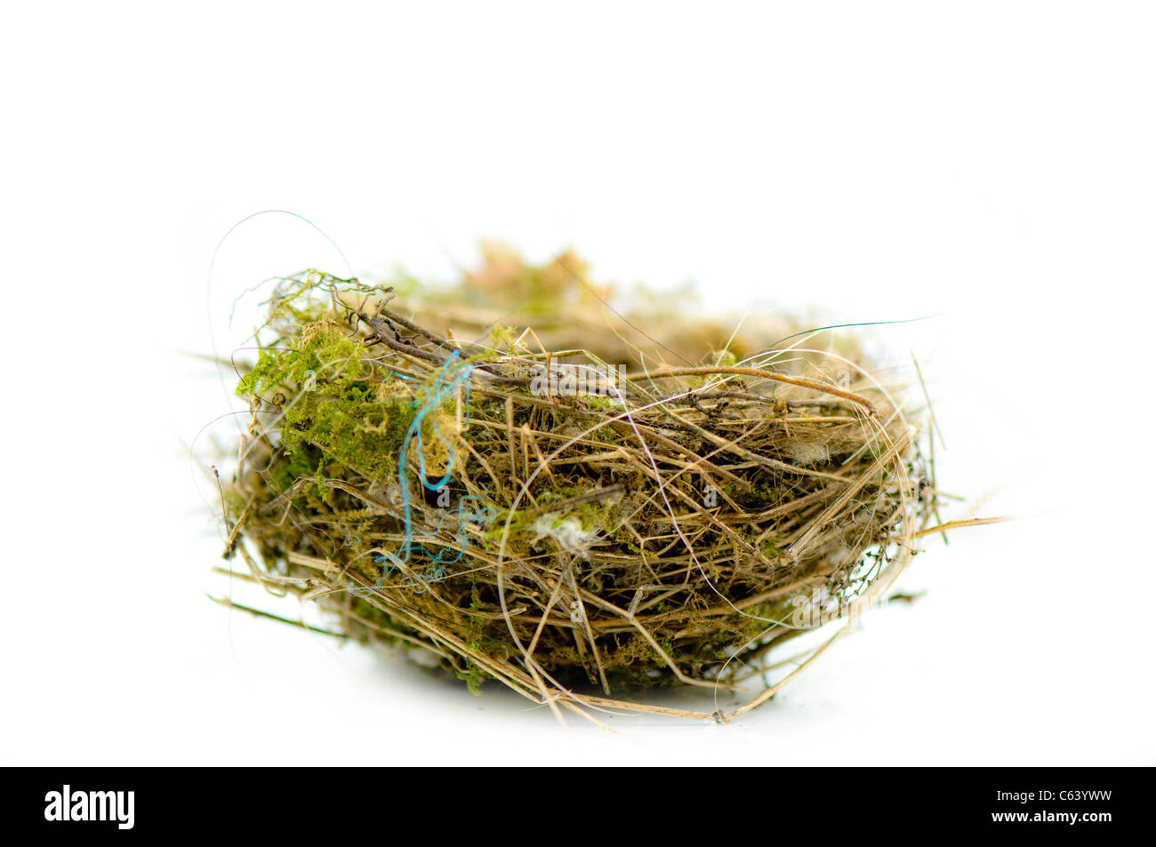 Les oiseaux nichent en isolé sur fond blanc Banque D'Images