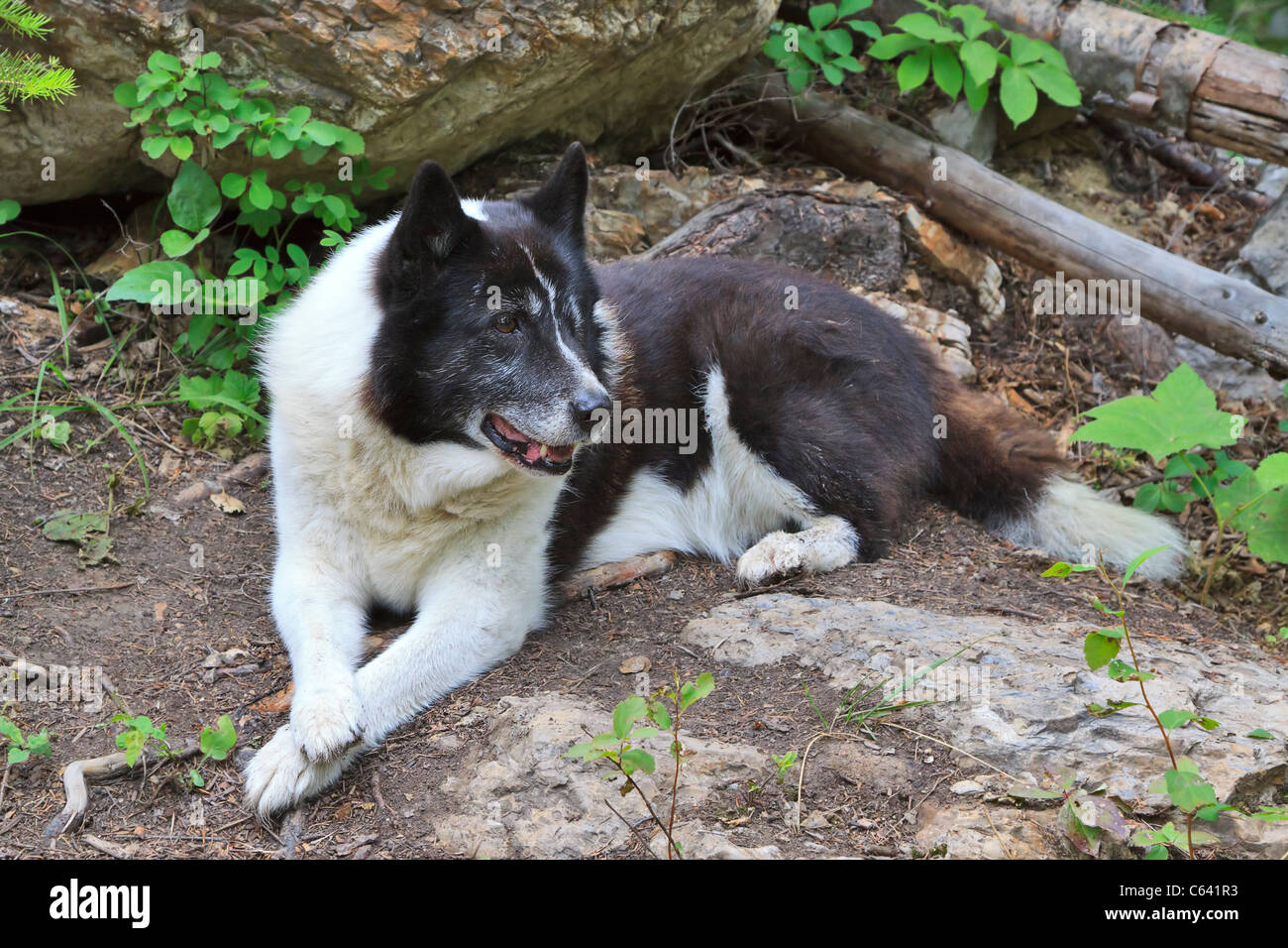 Chien Dours De Carélie Une Race Finlandais Tenace Et